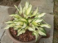 /album/fotogalerie-nabidka/hosta-lakeside-elfin-fire-jpg/